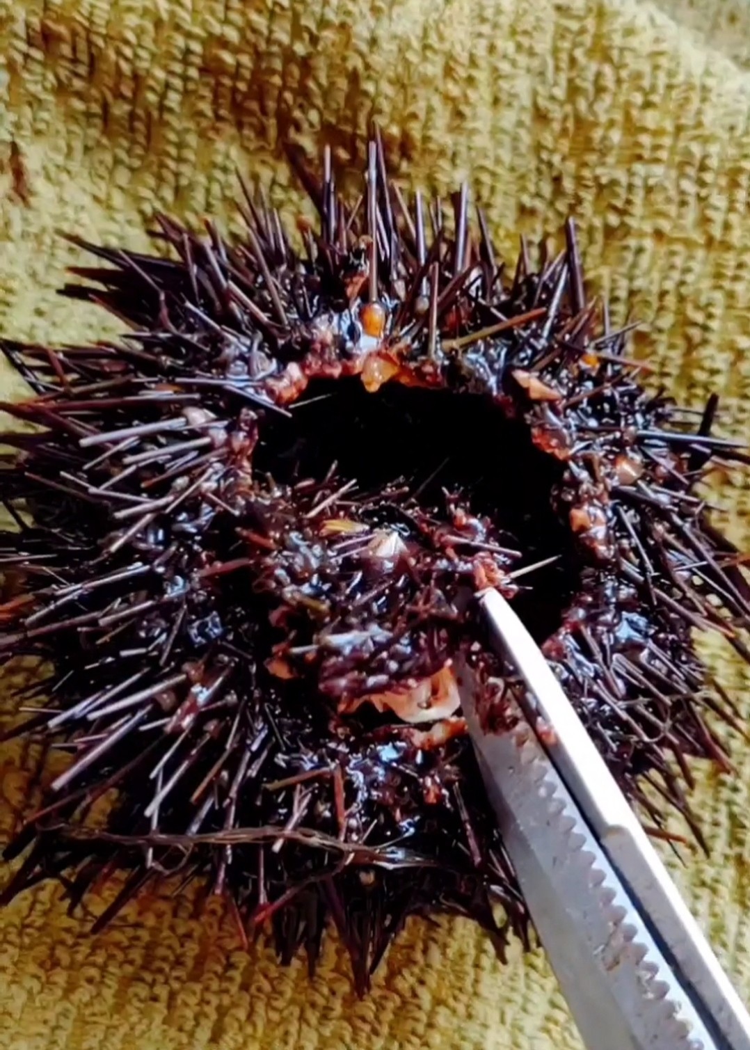 海膽蒸蛋的做法-其它口味蒸菜譜