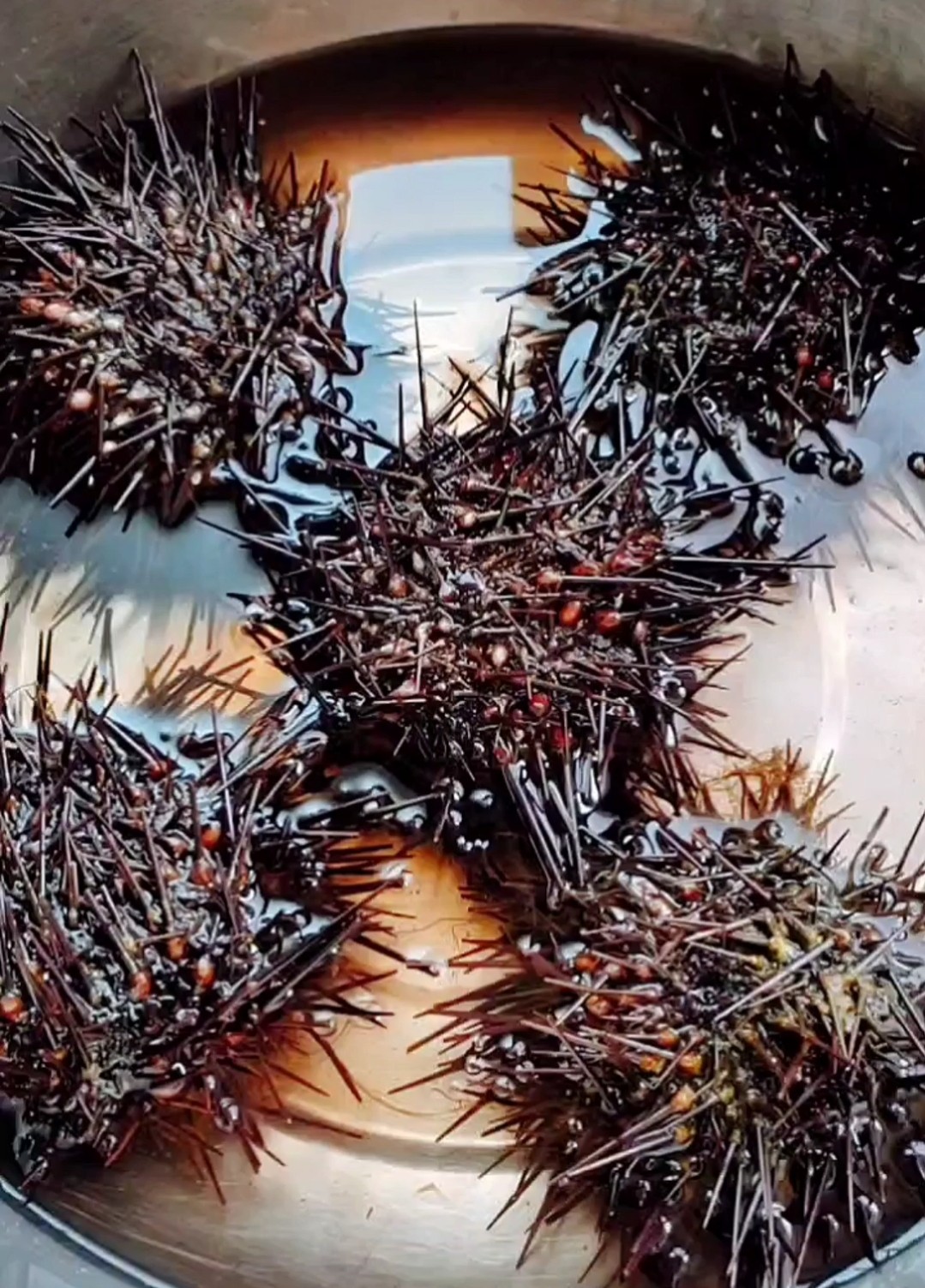 海膽蒸蛋的做法-其它口味蒸菜譜