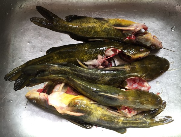 老干媽蒸黃骨魚的做法-香辣味蒸菜譜