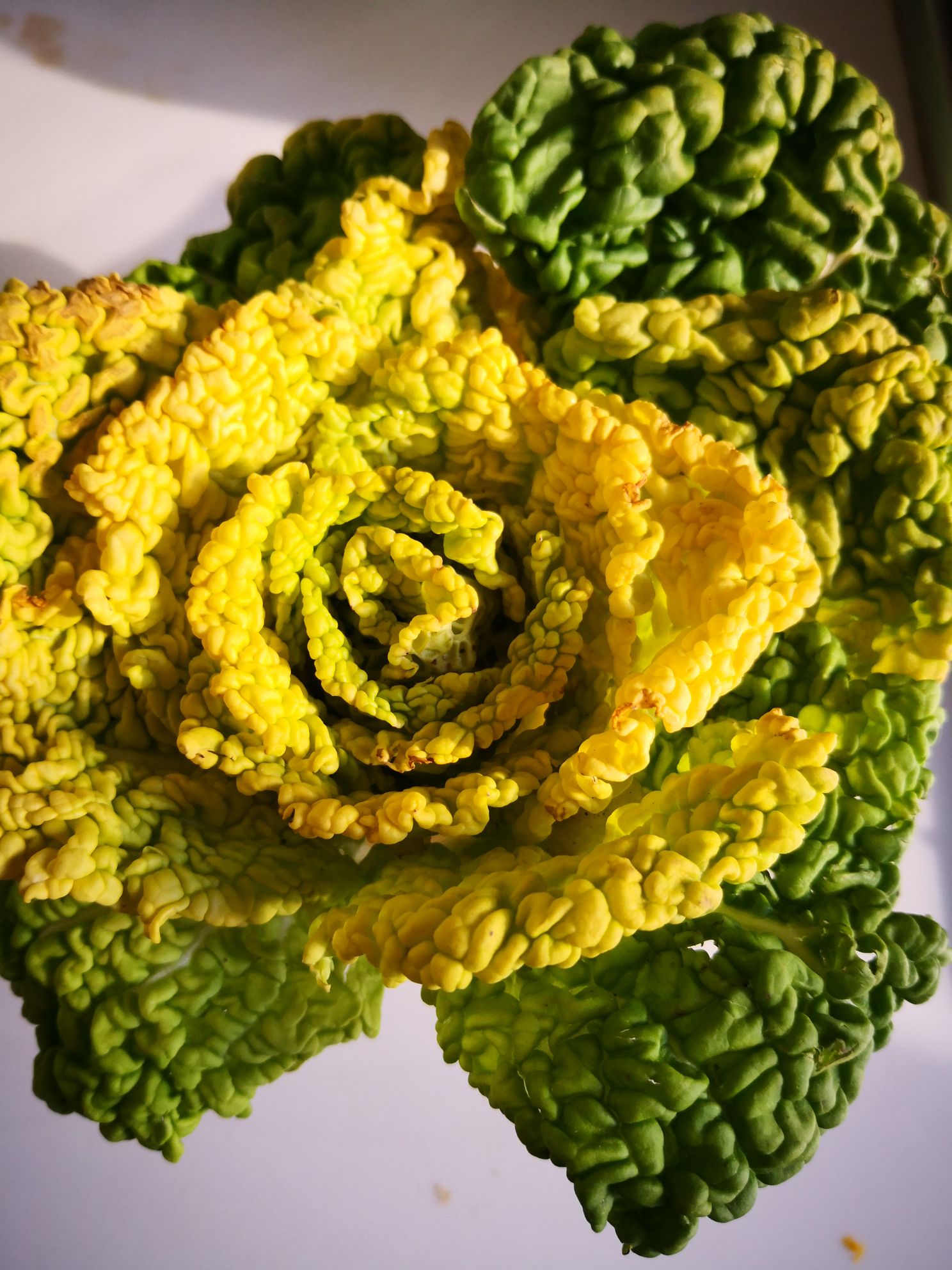 菊花菜炒香菇的做法-家常味炒菜譜-易網<a href=http://www.gyfww.com/ target=_blank class=infotextkey>健康養生</a>網 菊花菜炒香菇的做法-家常味炒菜譜