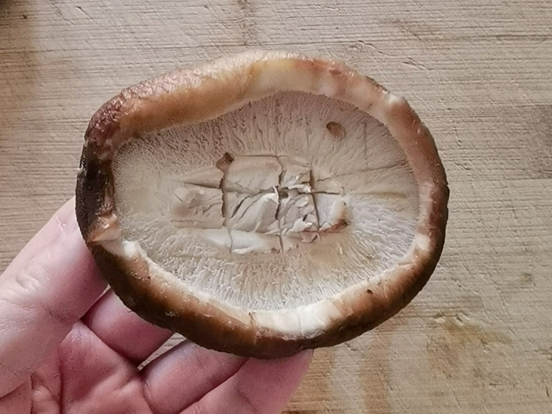 年夜飯-團團圓圓香菇粉絲,香菇這樣做,比扇貝和肉還好吃的做法-蒜香味蒸菜譜-易網<a href=http://www.gyfww.com/ target=_blank class=infotextkey>健康養生</a>網 年夜飯-團團圓圓香菇粉絲,香菇這樣做,比扇貝和肉還好吃的做法-蒜香味蒸菜譜