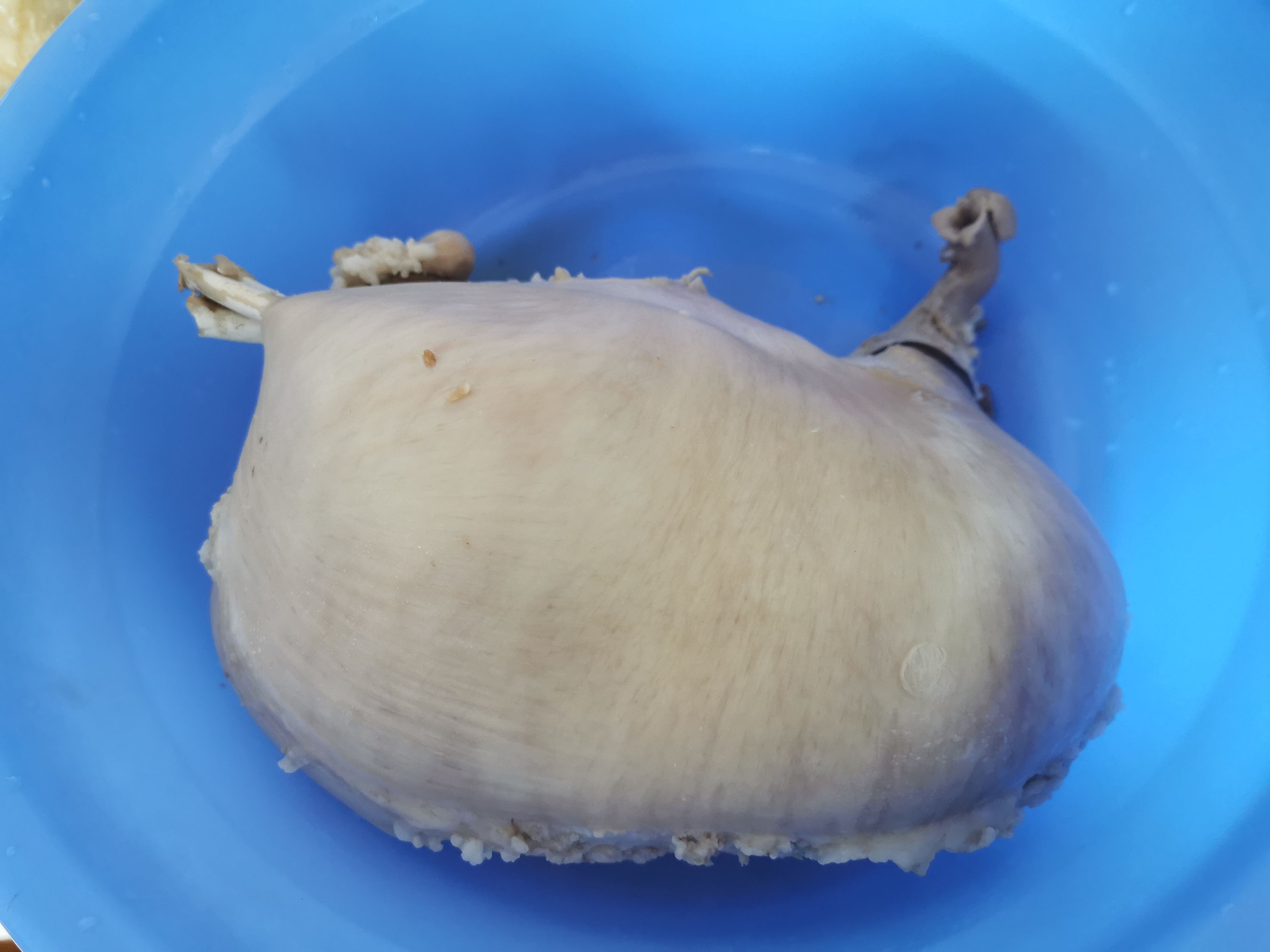 豬肚雞煲（鳳投胎版）的做法-咸鮮味煲菜譜