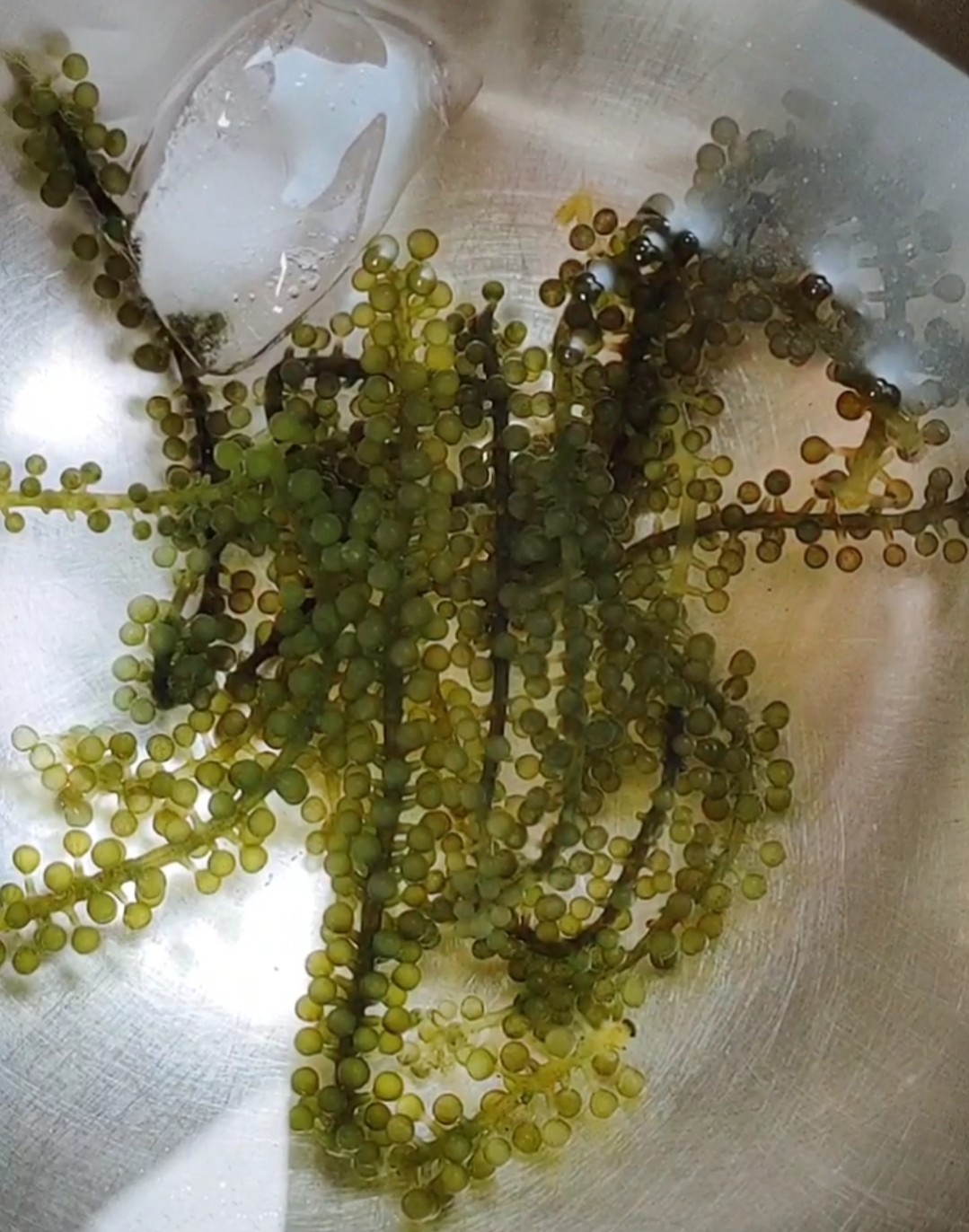 米其林蒸蛋的做法-咸鮮味蒸菜譜