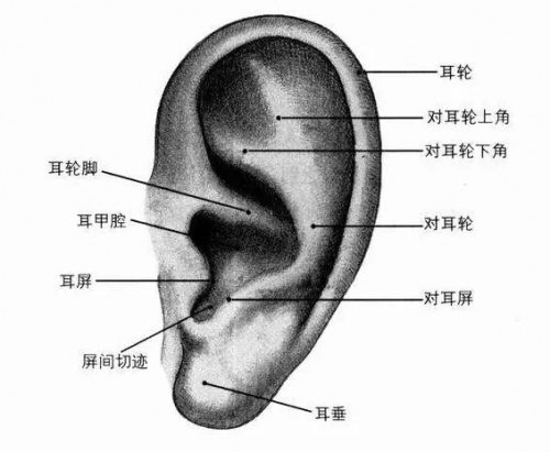 關于『 萌芽仿生綜合隆鼻術』你想知道的都在這里！