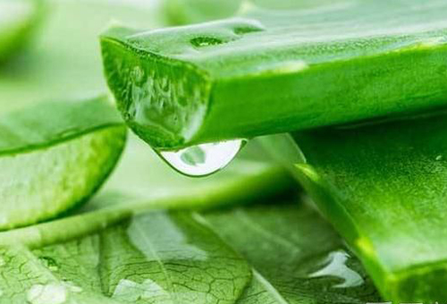 鮮蘆薈能直接用來擦臉嗎？如何用鮮蘆薈護膚？