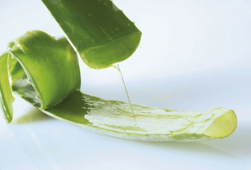 鮮蘆薈能直接用來擦臉嗎？如何用鮮蘆薈護膚？