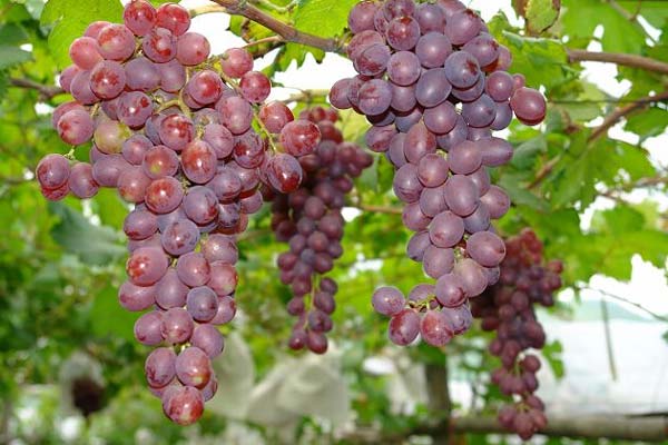 提子的功效與作用，美容護膚！