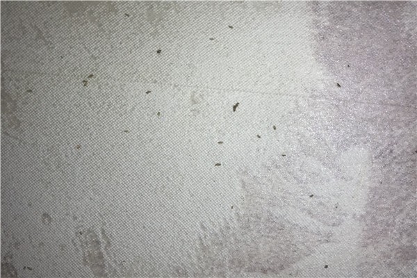 臉上有螨蟲怎么辦?長了痘痘怎么辦?