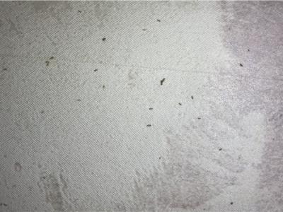 臉上有螨蟲怎么辦?長了痘痘怎么辦?