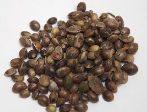 火麻仁怎么吃？小編分享三種搭配方法