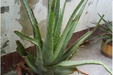 蘆薈對皮膚的四大功效與作用，蘆薈水女性用出年輕肌膚