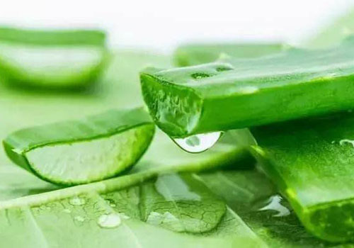 蘆薈膠可以涂著睡覺嗎 蘆薈膠的正確用法