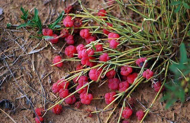 麻黃的功效與作用，利水消腫