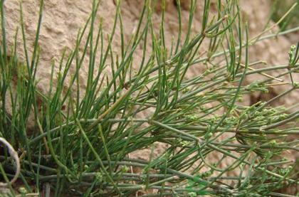 麻黃的功效與作用，利水消腫