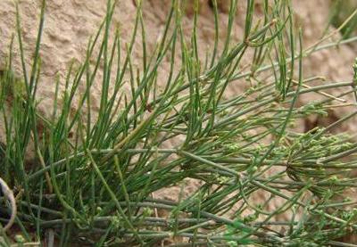 麻黃的功效與作用，利水消腫