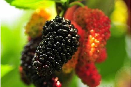 桑葚干的功效與作用，女生常吃桑葚黑發抗老更年輕