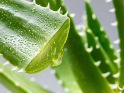 新鮮蘆薈涂臉正確方法，要先將蘆薈外皮剝掉！