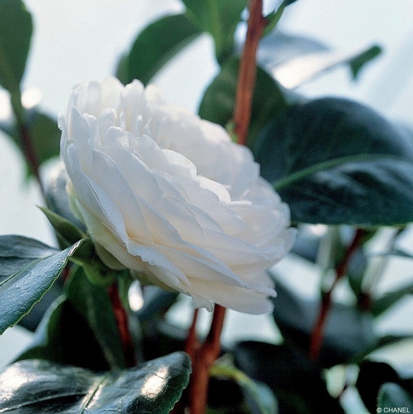 ​在夏日保濕乳液的重要性面前，價格真的不值一提！