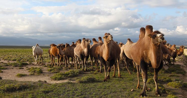 駱駝奶粉的功效和作用,保護皮膚濕潤!-易網健康養生網 駱駝奶粉的功效和作用,保護皮膚濕潤!