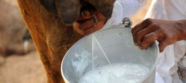 駱駝奶粉的功效和作用,保護皮膚濕潤!-易網<a href=http://www.gyfww.com/ target=_blank class=infotextkey>健康養生</a>網 駱駝奶粉的功效和作用,保護皮膚濕潤!