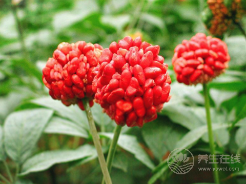 紅景天泡水喝的注意事項 正確的泡水的方法是什么