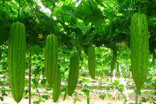 初夏養生吃什么？美食小編告訴您…