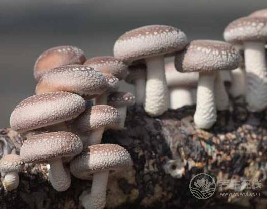 秋冬來臨,恢復免疫力就靠它們了! 秋冬來臨,恢復免疫力就靠它們了!