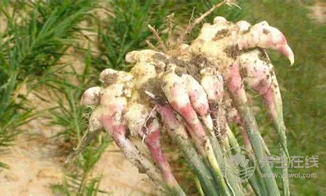 夏天男人為什么一定要吃姜？