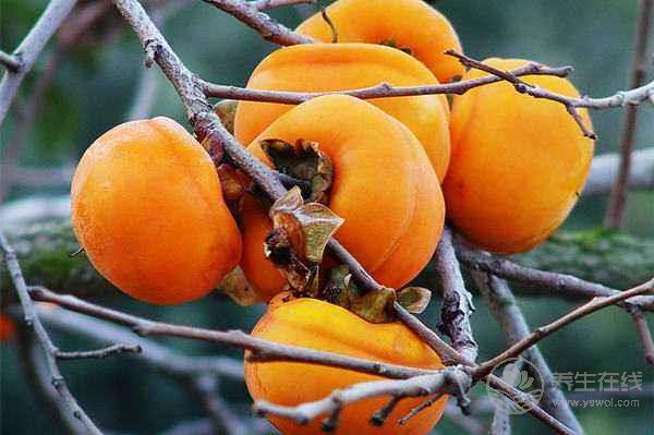 寒露后潤燥進補吃一羹一湯，好吃滋補剛剛好