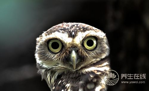 眼睛奇癢怎么辦 清明吃螺養(yǎng)眼