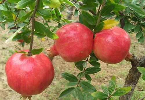 秋季常吃石榴有這5個好處，它的皮價值也很高，別丟了！