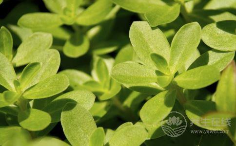 夏季濕氣重怎么辦?不妨多吃這5種食物 夏季濕氣重怎么辦?不妨多吃這5種食物