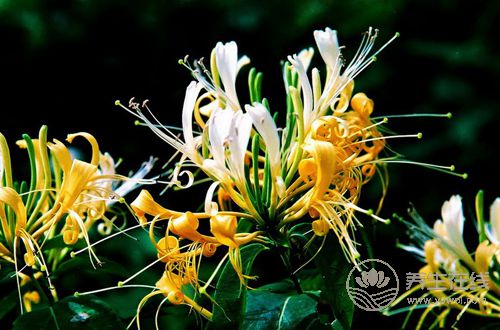 春季泡金銀花 別挑顏色艷的買 春季泡金銀花 別挑顏色艷的買