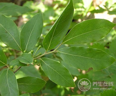 夏天來了吃什么？這兩樣食物你吃了絕對不會后悔的！