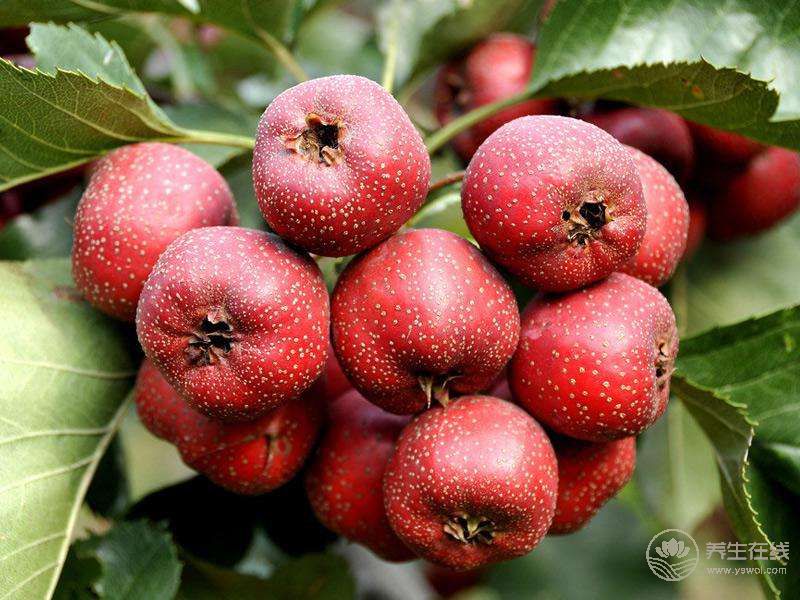 春天來了 多吃水果能預(yù)防癌癥