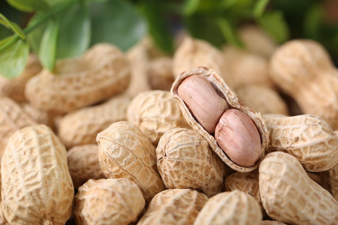 秋季養生吃什么 “四大名補”一定不能少 秋季養生吃什么 “四大名補”一定不能少