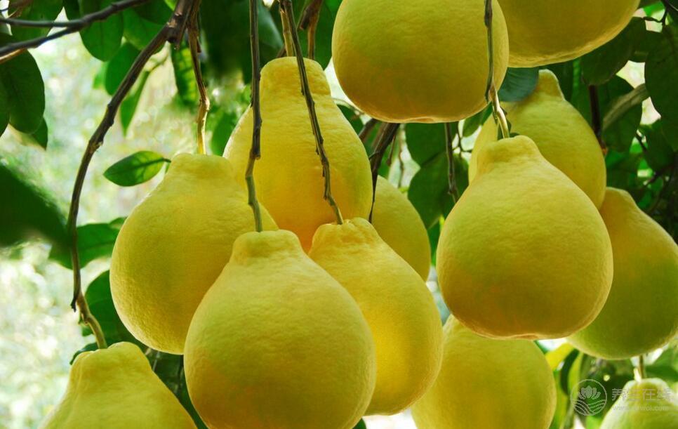 秋燥喉嚨痛怎么辦？吃五種水果可快速止痛化痰