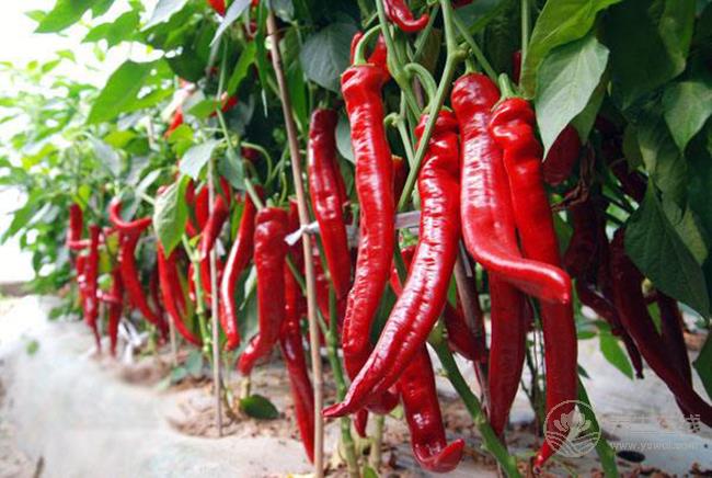 夏天吃辣椒有4種好處，但幾類人不適合吃