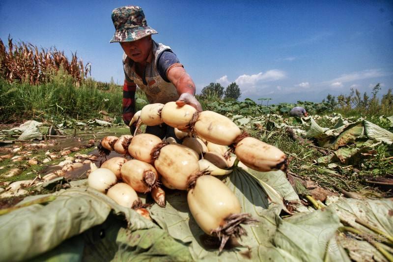 冬季進(jìn)補(bǔ)吃什么 四種平民菜最適合冬補(bǔ) 冬季進(jìn)補(bǔ)吃什么 四種平民菜最適合冬補(bǔ)
