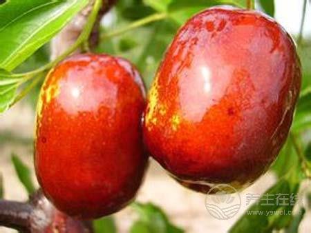 缺少維生素B導致春困？春季補充維生素吃什么水果