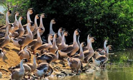 秋冬吃這3種肉養(yǎng)生效果更好,來(lái)年身體更好 秋冬吃這3種肉養(yǎng)生效果更好,來(lái)年身體更好