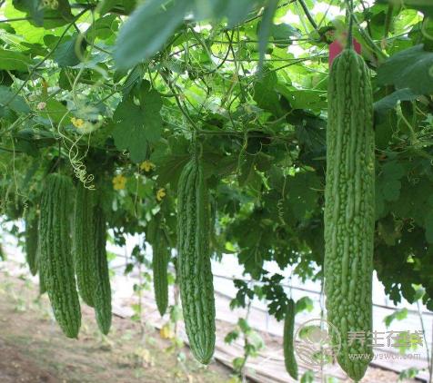 夏季消暑可多喝養生粥 夏季消暑可多喝養生粥