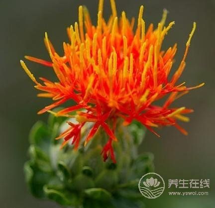 夏季養心護心就吃這幾種食物