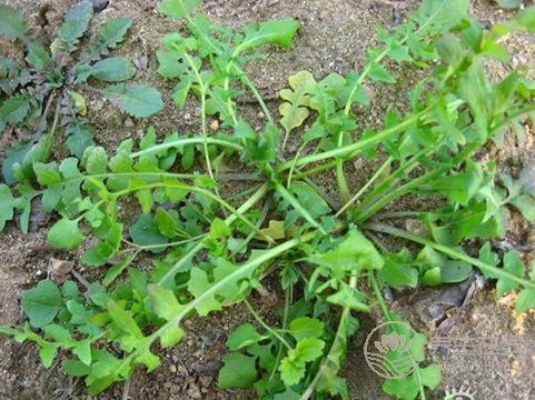 <a href=http://www.gyfww.com/tags-春季養生.html target=_blank class=infotextkey>春季養生</a>,三種野菜治“百病” 春季養生,三種野菜治“百病”