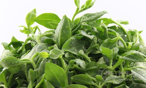 秋冬不生病，立秋多吃4種祛濕蔬菜