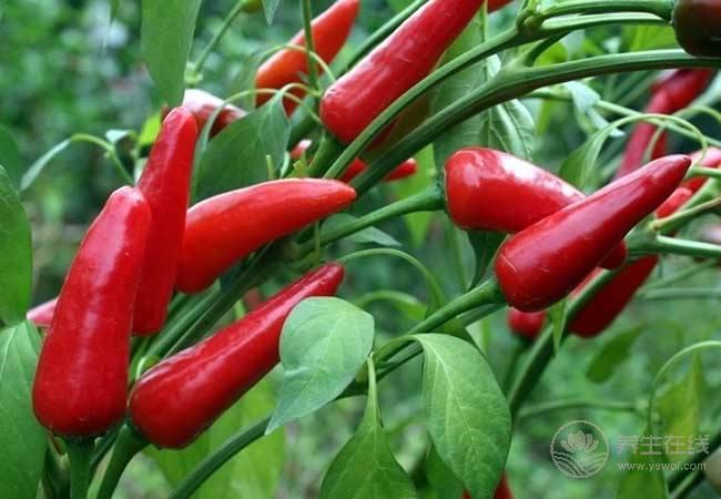 夏天吃辣椒有4種好處，但幾類人不適合吃