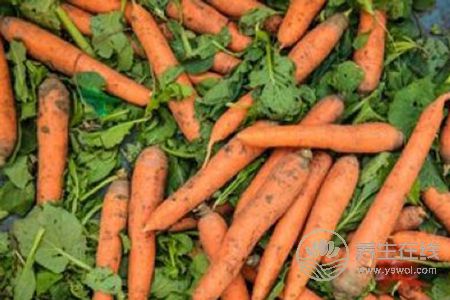 春季吃什么食物可以養肝?