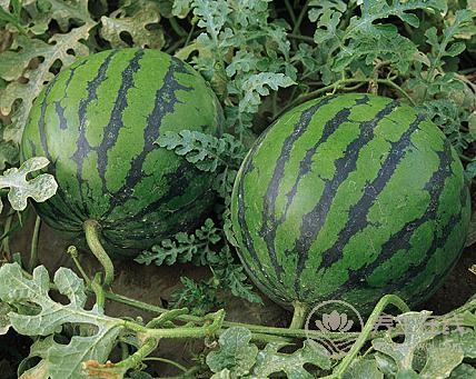 為何夏天愛吃西瓜,都是這8個原因