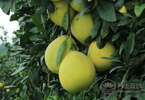 進入十月份,常吃這些水果,養人又養生 進入十月份,常吃這些水果,養人又養生