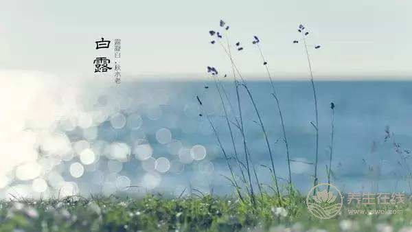 白露風俗需要吃什么飲食